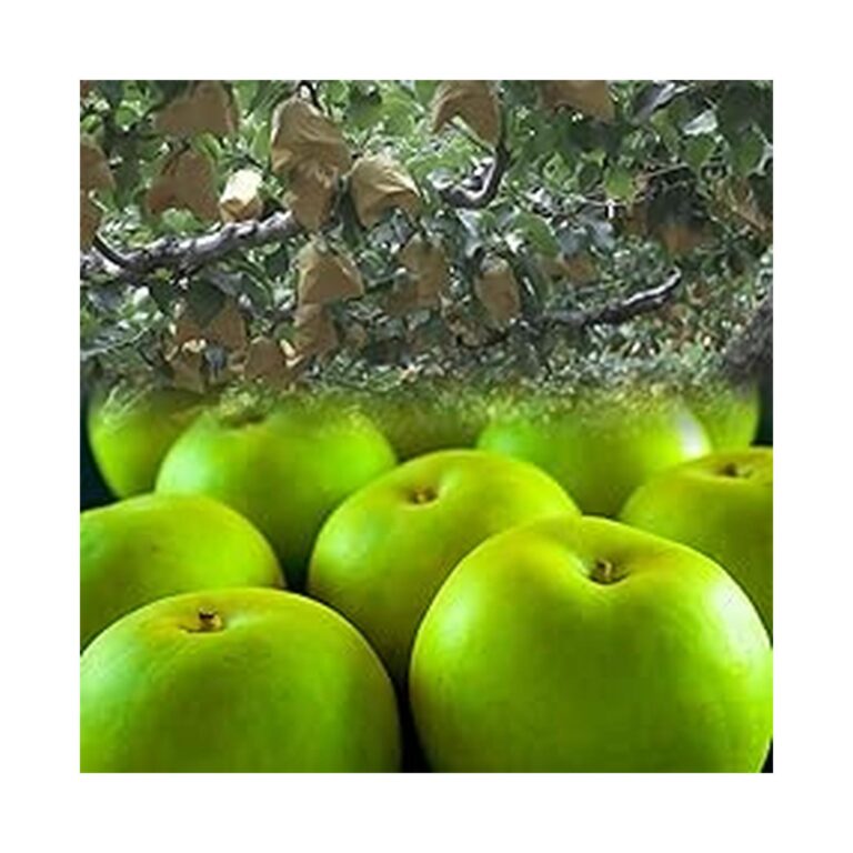 【訳あり】【44%OFF】【5,380円】 風味絶佳 鳥取県産 広岡農場の二十世紀梨 10kg詰（18～36玉入） 【送料無料】